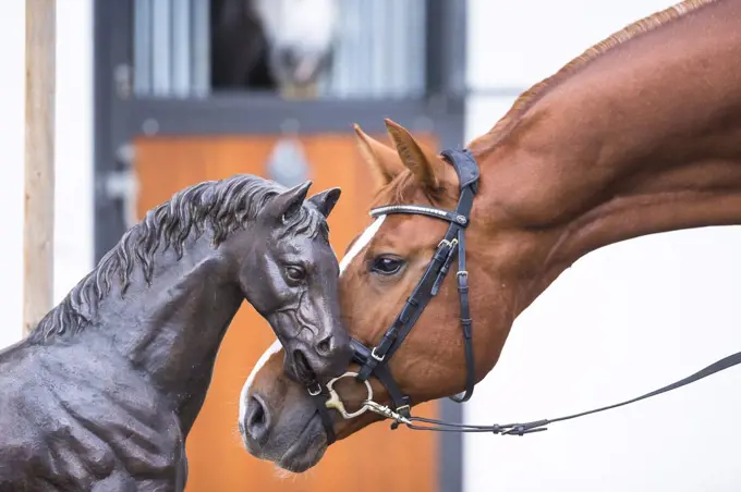 Warmbllod Horse. Chestnut stallion sniffing at horse statue. Germany