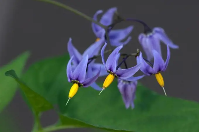 Bittersweet Nightshade, Deadly Nightshade (Solanum dulcamara), stalk with flowers