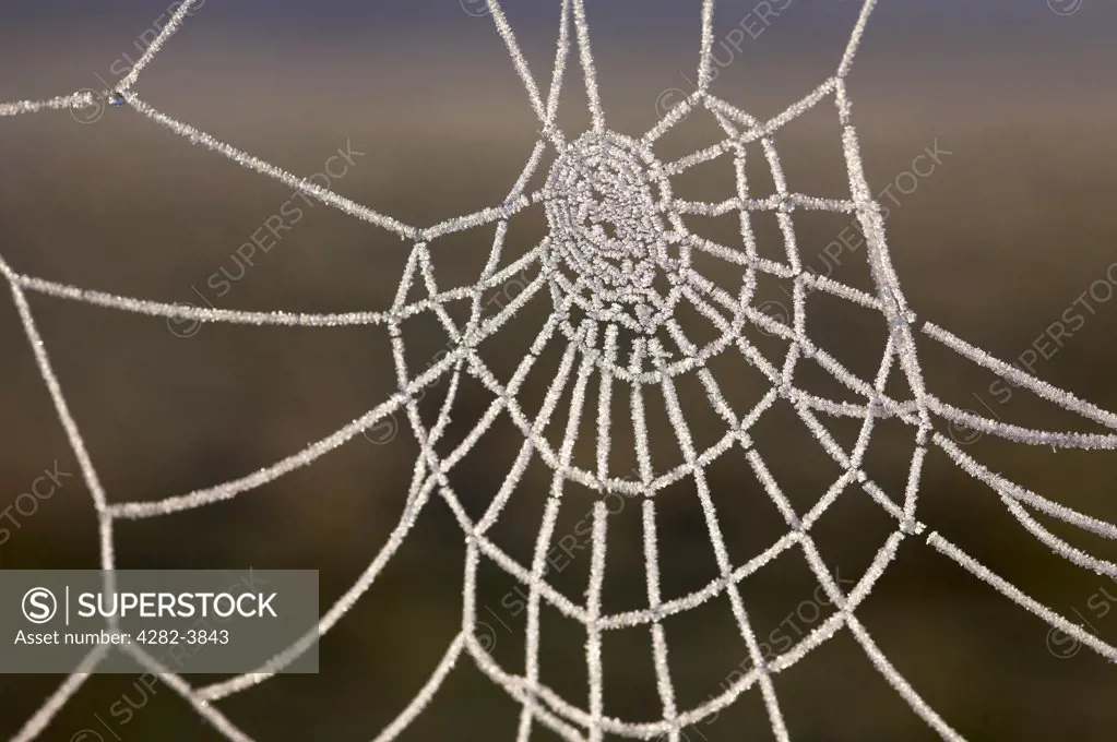 Frozen Spider Web Macro Photos
