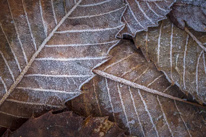 Fallen leaves dusted with frost.