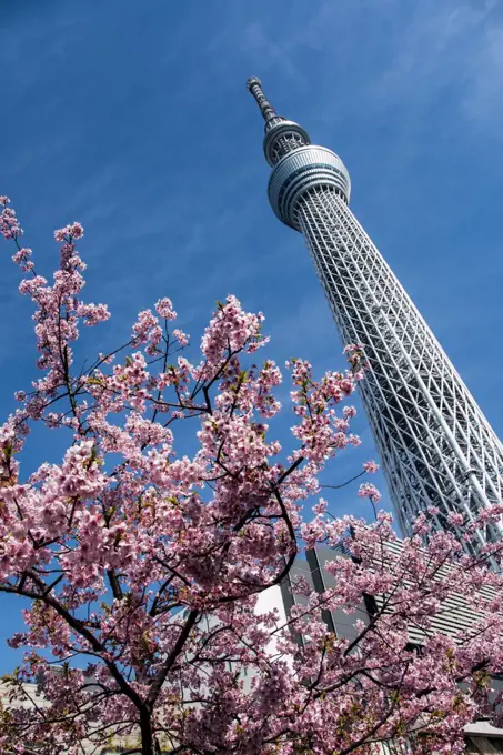 Cherry blossom blooms in front of the worlds tallest tower the Tokyo Skytree in Japan.