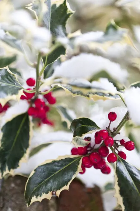 England, Kent, Canterbury. Holly leaves and red berries with fresh snow.