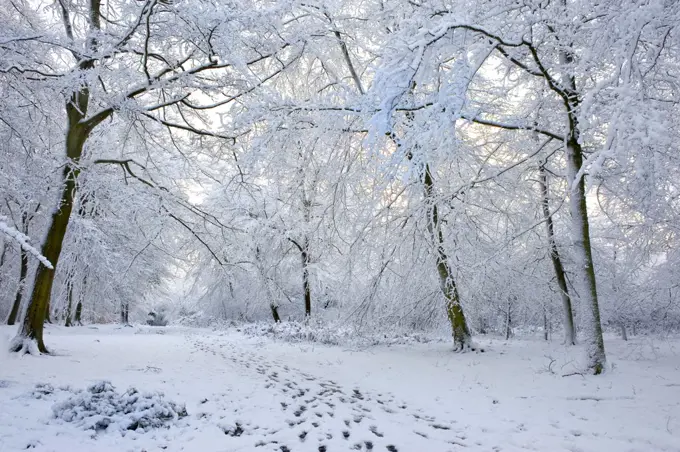 England, Essex, Brentwood. Heavy snowfall in woodland.