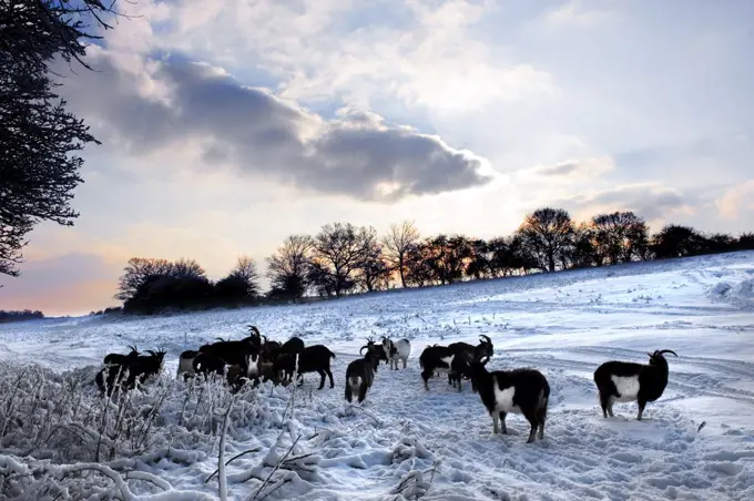 England, Essex, Brentwood. A herd of wild goats in a snow covered field.