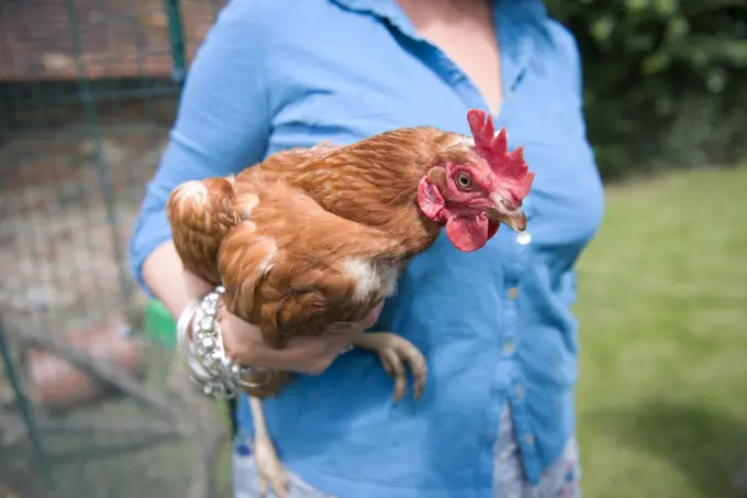 A woman holds one of her chickens.