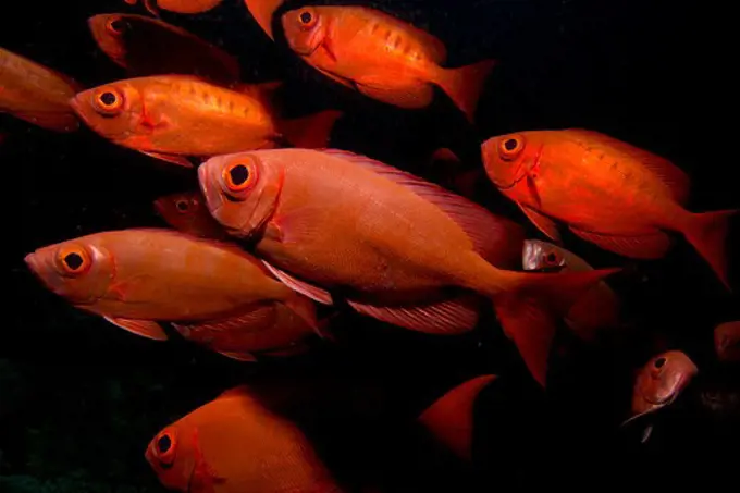 Underwater view of school of fish, Indian Ocean, Maldives