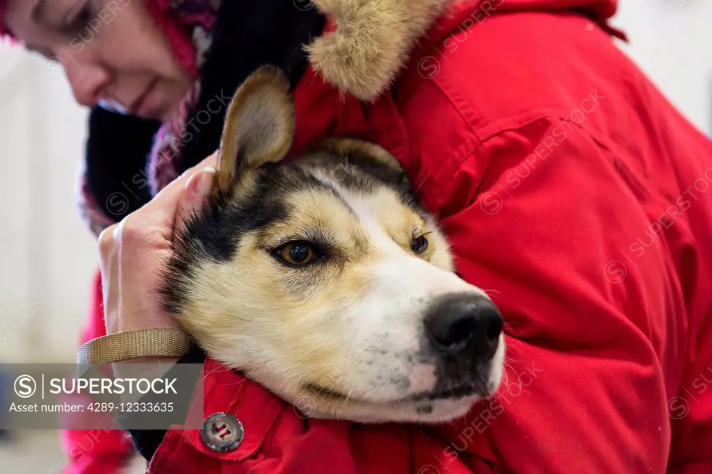 A volunteer comforts a dropped dog as it is treated at the Unalakleet airport, 2014 Iditarod, Arctic Alaska