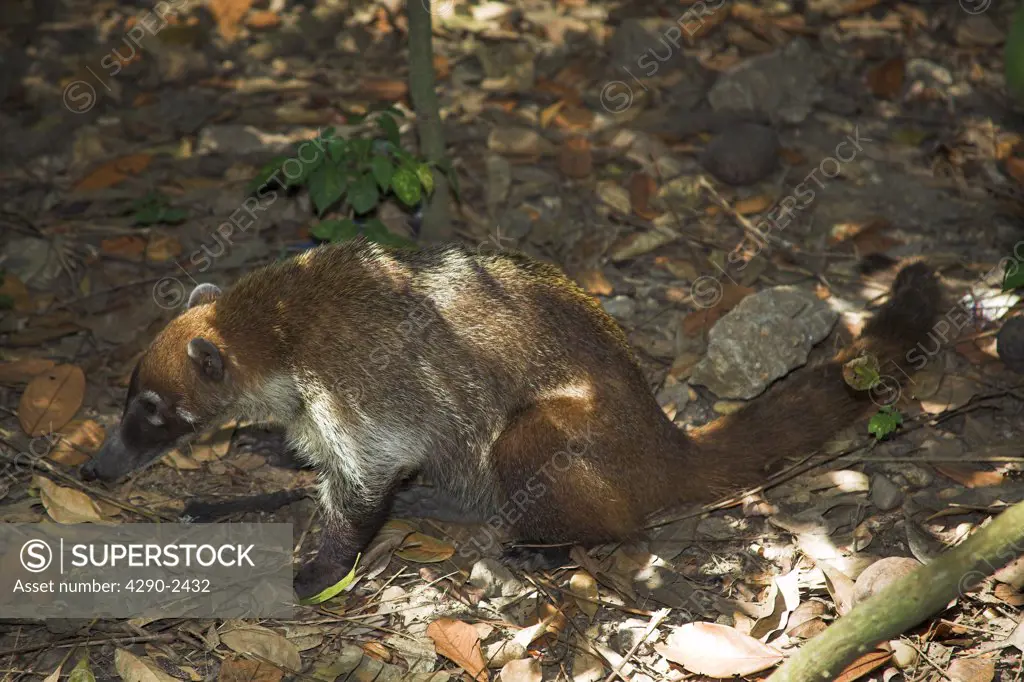 Animal foraging in the park, Parque La Venta, Villahermosa, Tabasco State,  Mexico - SuperStock