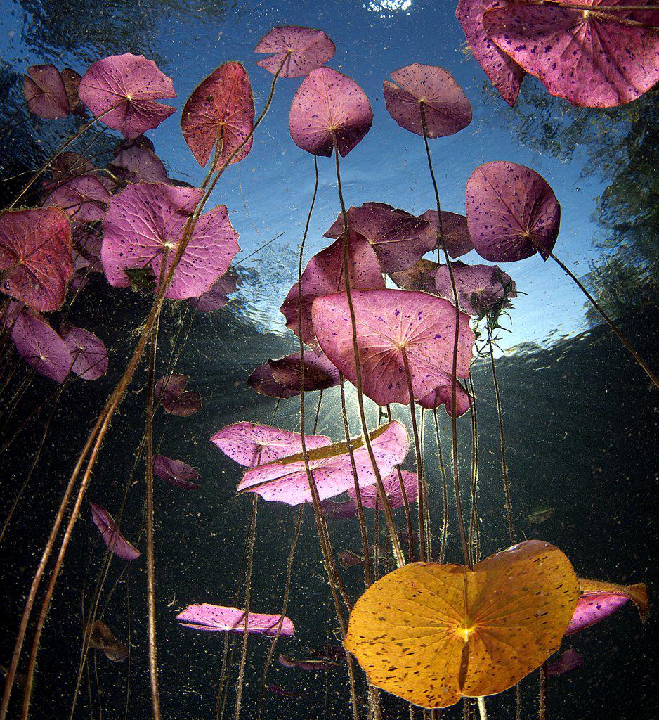 Water lilies in carwash cenote, Tulum, Riviera Maya, Quintana Roo, Yucatan Peninsula, Mexico
