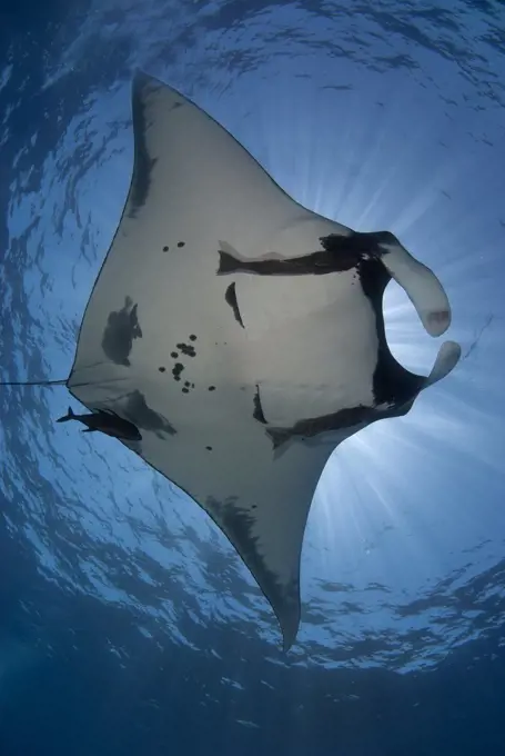 Giant Manta ray (Manta birostris) swimming underwater, San Benedicto Island, Revillagigedo Islands, Manzanillo, Colima, Mexico