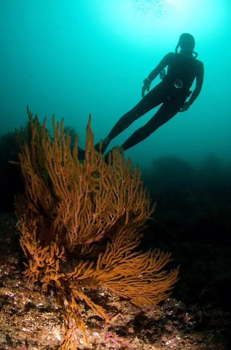 Mexico, Baja California, Sea of Cortez, British free diver champion Maria Teresa Solomons behind gorgonia coral reef at 30mts deep on single breath