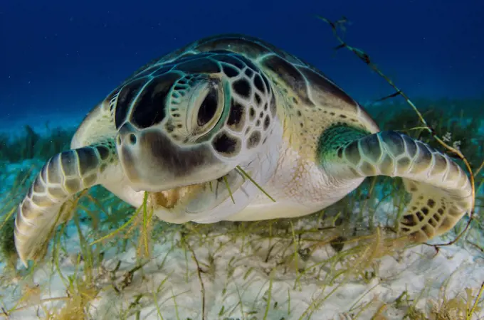 Green turtle (Chelonia mydas) feeding on sea grass in Cancun water, Caribbean Sea, Mexico