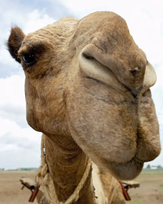 The Face of a Camel