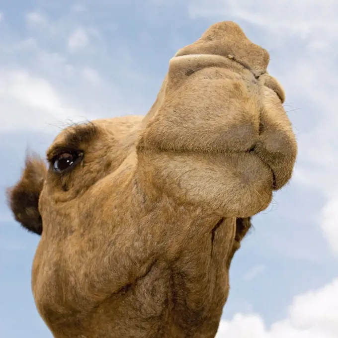 The Face of a Camel