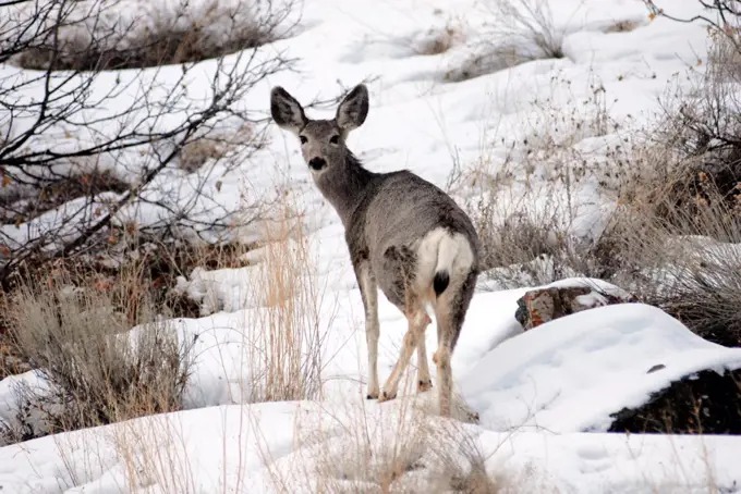 Deer standing on a snow covered rock, Utah, USA