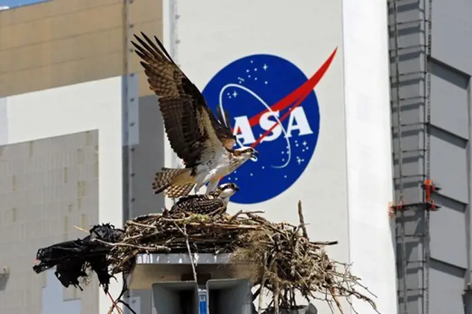 An osprey leaves its nest at the Kennedy Space Center press site with the Vehicle Assembly Building as a backdrop.