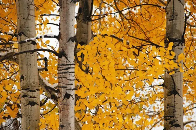 Fall Colors on Aspen Trees