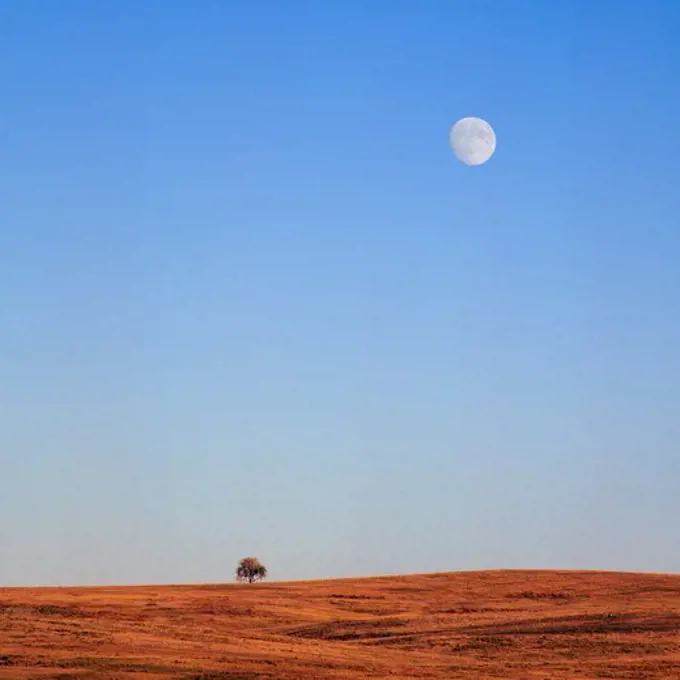 Gibbous Moon Rises Above A Lone Oak Tree East Of Boulder, Colorado