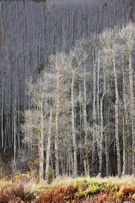 Aspen trees, near Aspen, Colorado, after losing their leaves in autumn.
