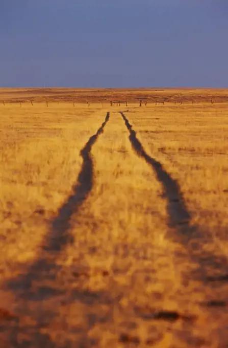 Vehicle tracks in prairie, Colorado