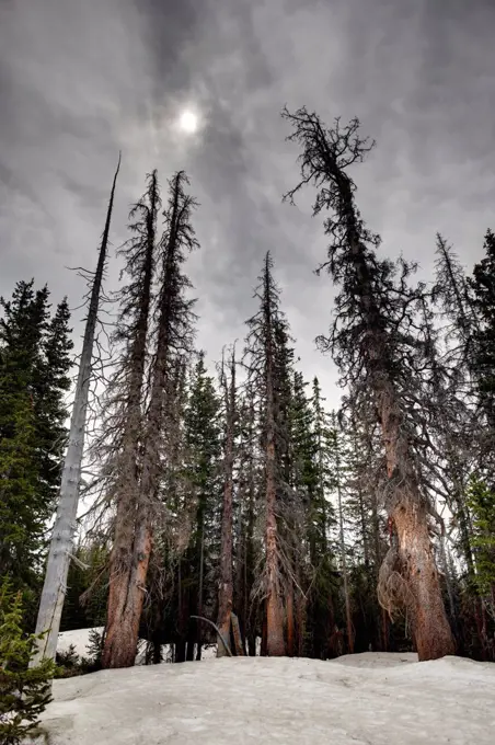 Spruce beetle (Dendroctonus rufipennis) killed trees, Engelmann Spruce (Picea engelmannii), Medicine Bow Mountains, Wyoming