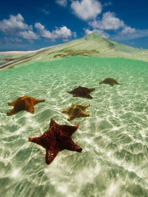 Split View of Blue Sky Above and Starfish Underwater