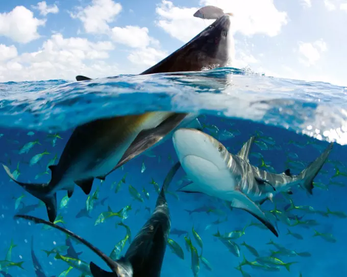 Bait Attracts Multiple Caribbean Reef Sharks to the Surface