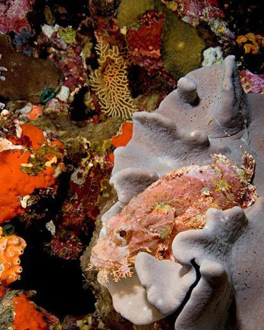 Scorpionfish Resting on Leather Coral
