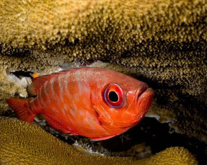 Glasseye Snapper Hiding in Coral