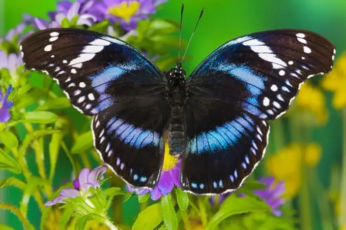 Black-Tipped Diadem Butterfly