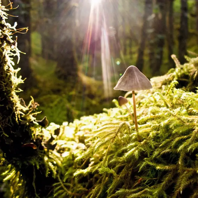 A mushroom sprouts from the floor of a temperate rainforest and is backlit by some rare Juneau sunlight, on the West Glacier Trail in the Tongass National forest of Juneau, Alaska. The mushroom sprouted after a heavy rain.