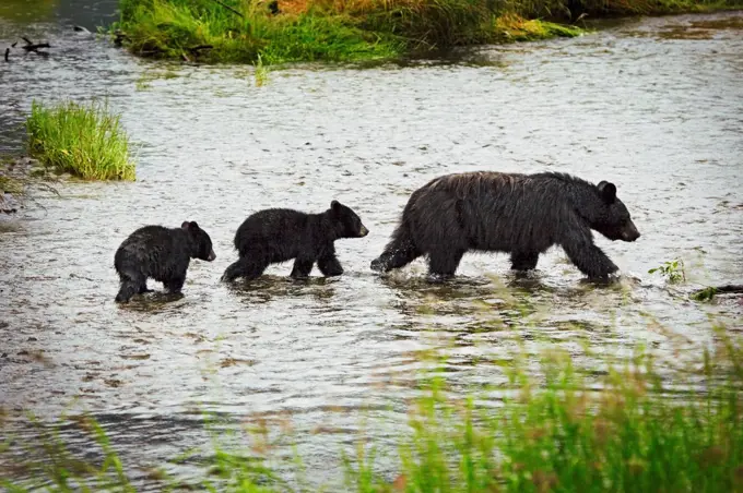 A sow with a slight line of blonde fur on her back leads two cubs through Steep Creek looking for leftover salmon. The middle cub seemed to be stronger and more focused then the runt who kept getting far behind. Steep Creek is part of the Tongass National Forest in Juneau, Alaska.