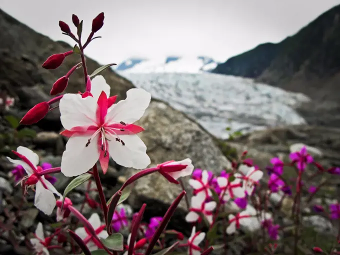 Rare albino dwarf fireweed with the Mendenhall Glacier in the background nearJuneau, Alaska.