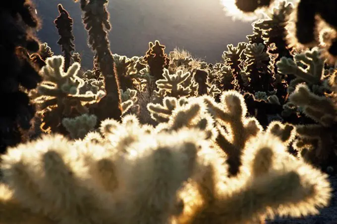 Cholla Cactus Garden Shines Brightly in the Afternoon Sun