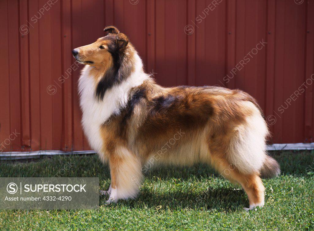 Rough Collie Akc 3 Year Old Gracie Photographed In Kalamazoo Michigan And Owned By Marion Liebsch Of Essex Ontario Canada Pr Stock Photo 4332 4290 Superstock
