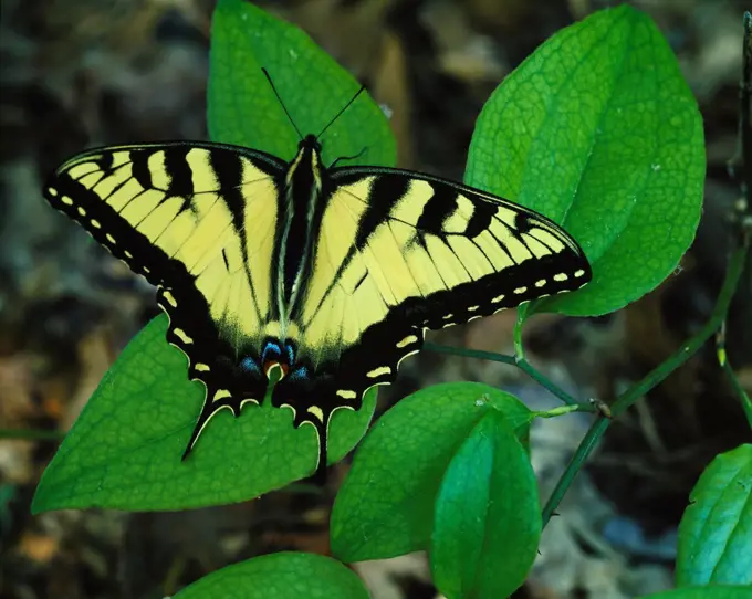 Tiger swallowtail, Papilio glaucus, Koomer Ridge, Red River Geological Area, Daniel Boone National Forest, Kentucky.