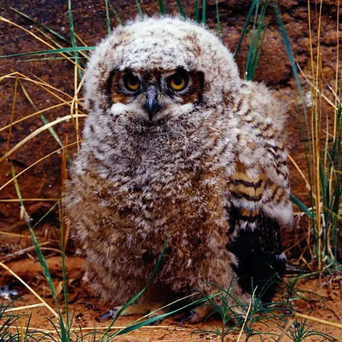 Great Horned Owl (Bubo virginianus), Silver Creek Canyon, Arizona.