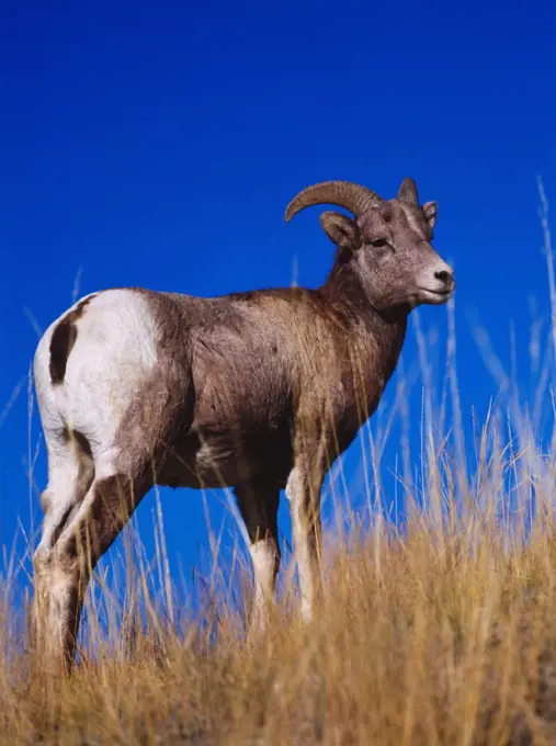USA, Montana, Yellowstone National Park, Gardiner, Young Rocky Mountain Bighorn Sheep ram