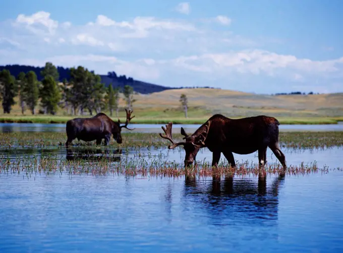 USA, Wyoming, Yellowstone National Park, Hayden Valley, Two bull moose feeding in the Yellowstone River