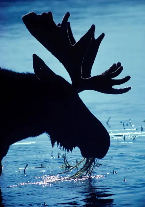 USA, Wyoming, Yellowstone National Park, Bull Moose feeding on aquatic vegetation in Yellowstone River