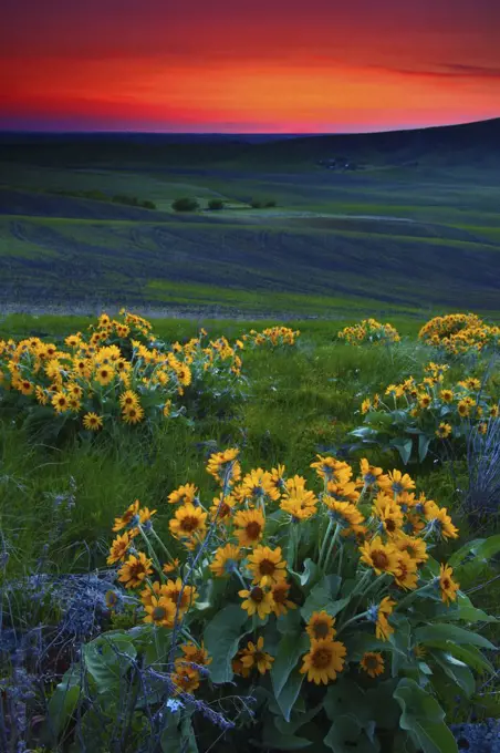 Sunset With Balsamroot Wildflowers and the Palouse Hills From Kamiak Butte County Park in Whiman County in Washington