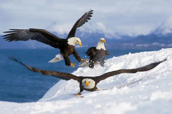 Bald eagles competing for fish, Homer, Alaska