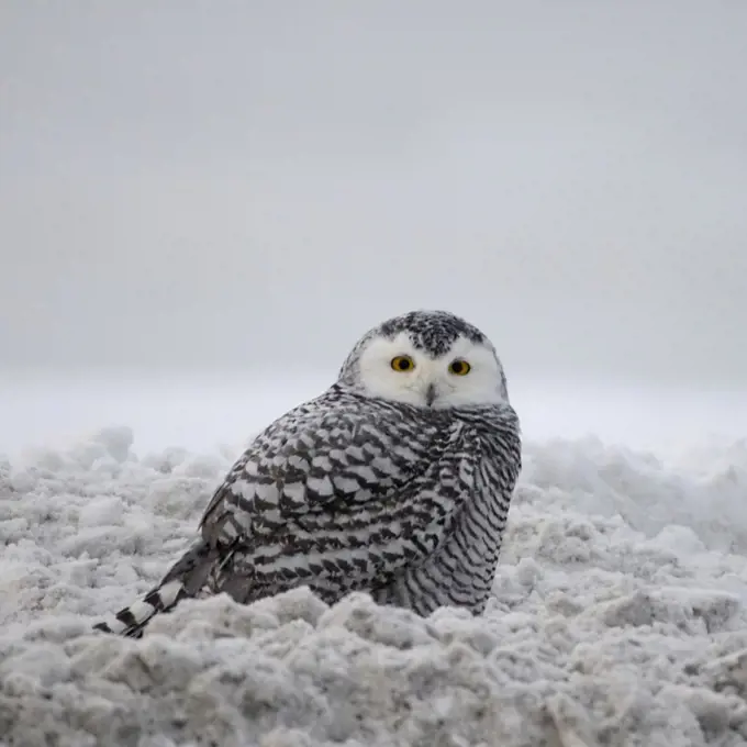 Young Snowy Owl on Pack Ice
