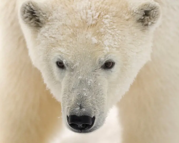 Face of a Female Polar Bear