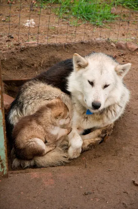 Female Inuit sled dog, Canis familiaris borealis, with her newborn pup, rest in a kennel in the city of Iqaluit, capital of Nunavut Territory, Baffin Island, Canada