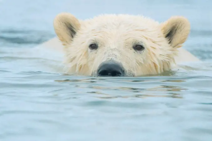 polar bear, Ursus maritimus, close up of a young bear in the water swimming along the coast, Beaufort Sea, off the 1002 area of the Arctic National Wildlife Refuge, North Slope of the Brooks Range, Alaska
