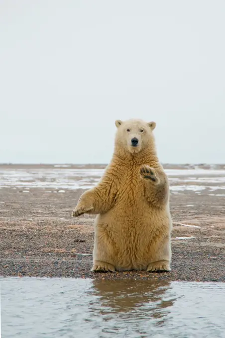 polar bear, Ursus maritimus, young bear sits on its hind legs and balances itself along the coast, Bernard Spit, 1002 area of the Arctic National Wildlife Refuge, North Slope of the Brooks Range, Alaska