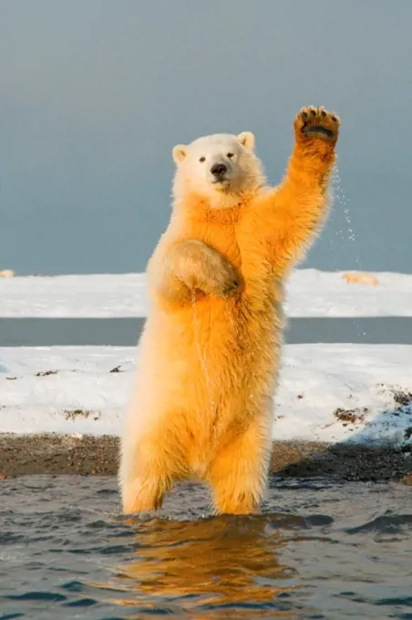 polar bear, Ursus maritimus, spring cub stands and tries to balance itself, almost as if it's playing catch or waving, along Bernard Spit, 1002 area of the Arctic National Wildlife Refuge, North Slope of the Brooks Range, Alaska, autumn
