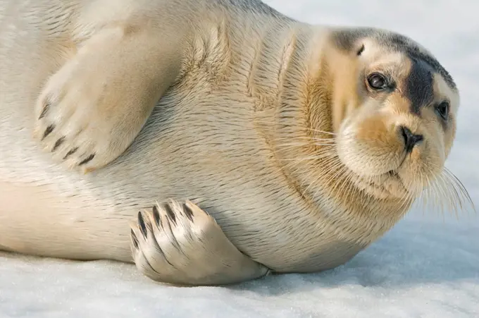 Bearded seal (Erignathus barbatus), close up of a pup resting on sea ice floating off the arctic coast of Spitsbergen, Svalbard Archipelago, Norway, Summer