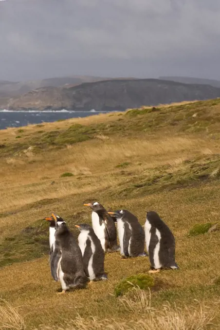 Falkland Islands, Beaver Island, Gentoo penguins (Pygoscelis papua), adults with chicks